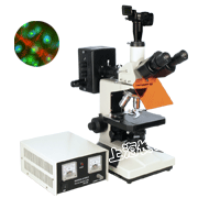 数码荧光显微镜